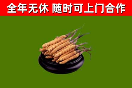 同江烟酒回收冬虫夏草.jpg