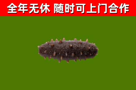 同江烟酒回收干海参.jpg